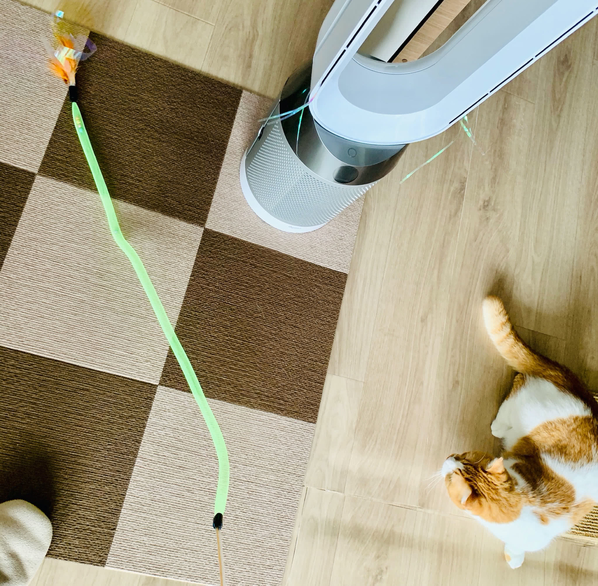 おもちゃを狙うるるちゃん