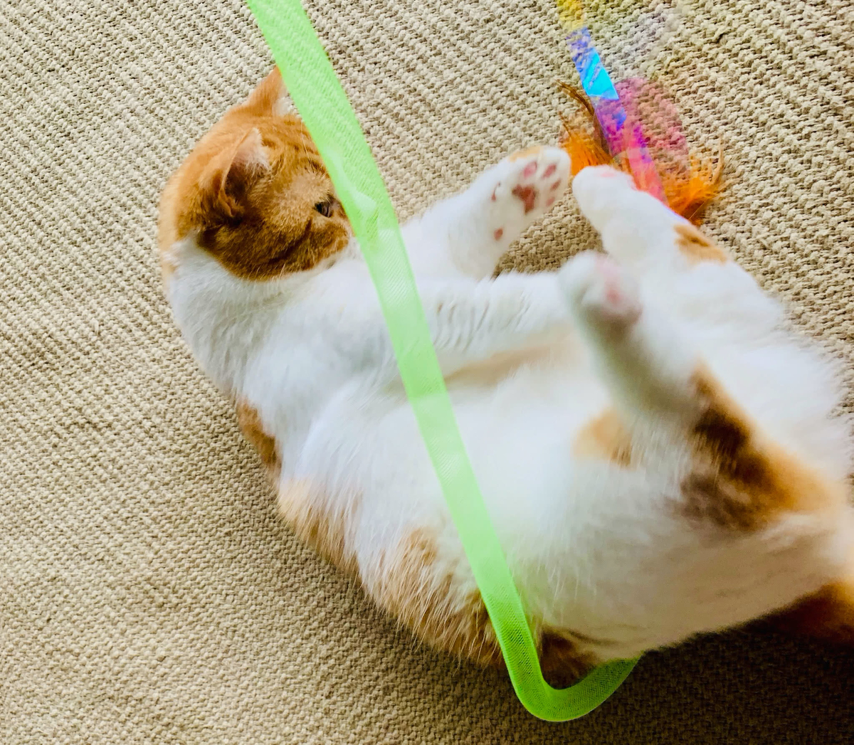 省エネで遊ぶるるちゃん3