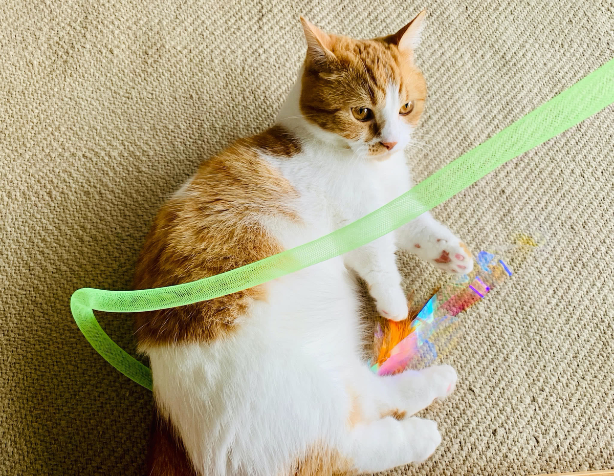 省エネで遊ぶるるちゃん2