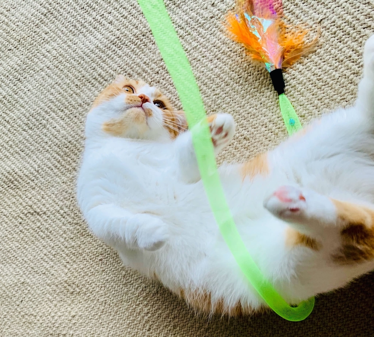 省エネで遊ぶるるちゃん1