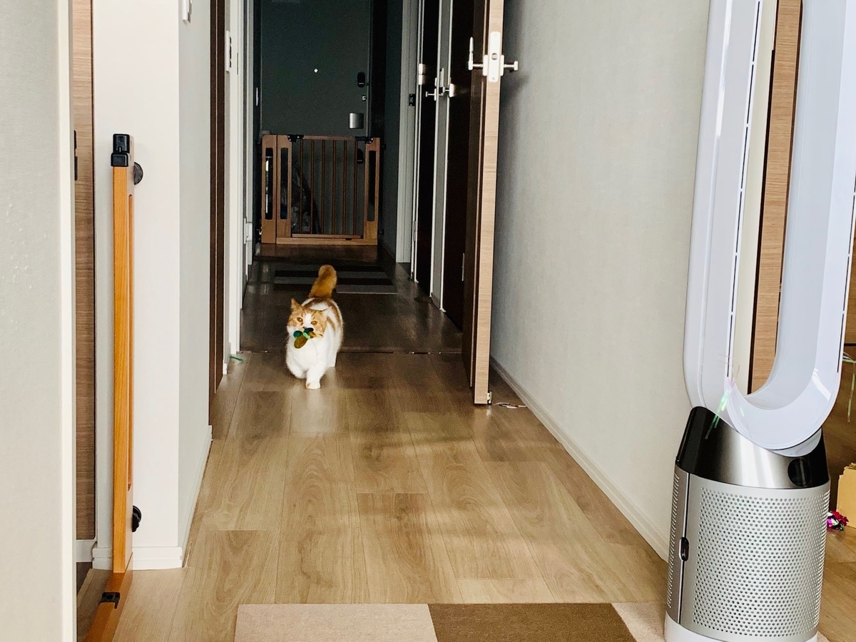 おもちゃを咥えて持ってくるるるちゃん2