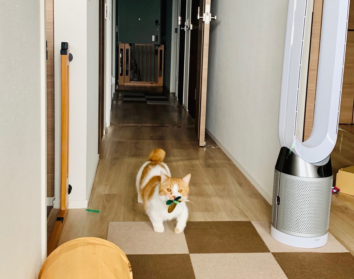 おもちゃを咥えて持ってくるるるちゃん3