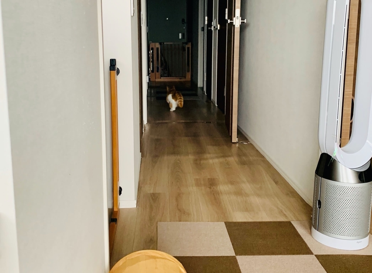 おもちゃを投げると追いかけるるるちゃん2