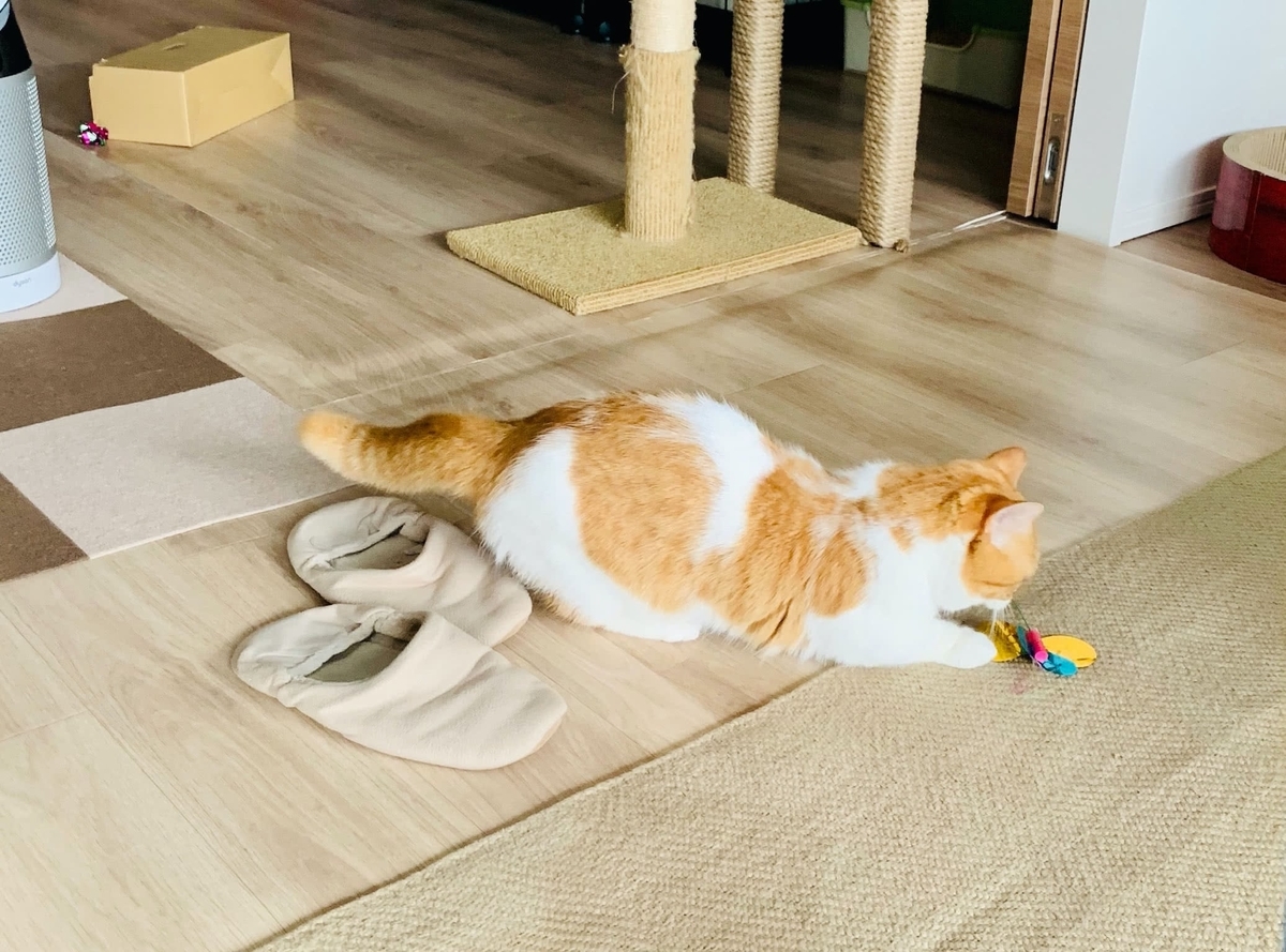 おもちゃを咥えて持ってくるるるちゃん5