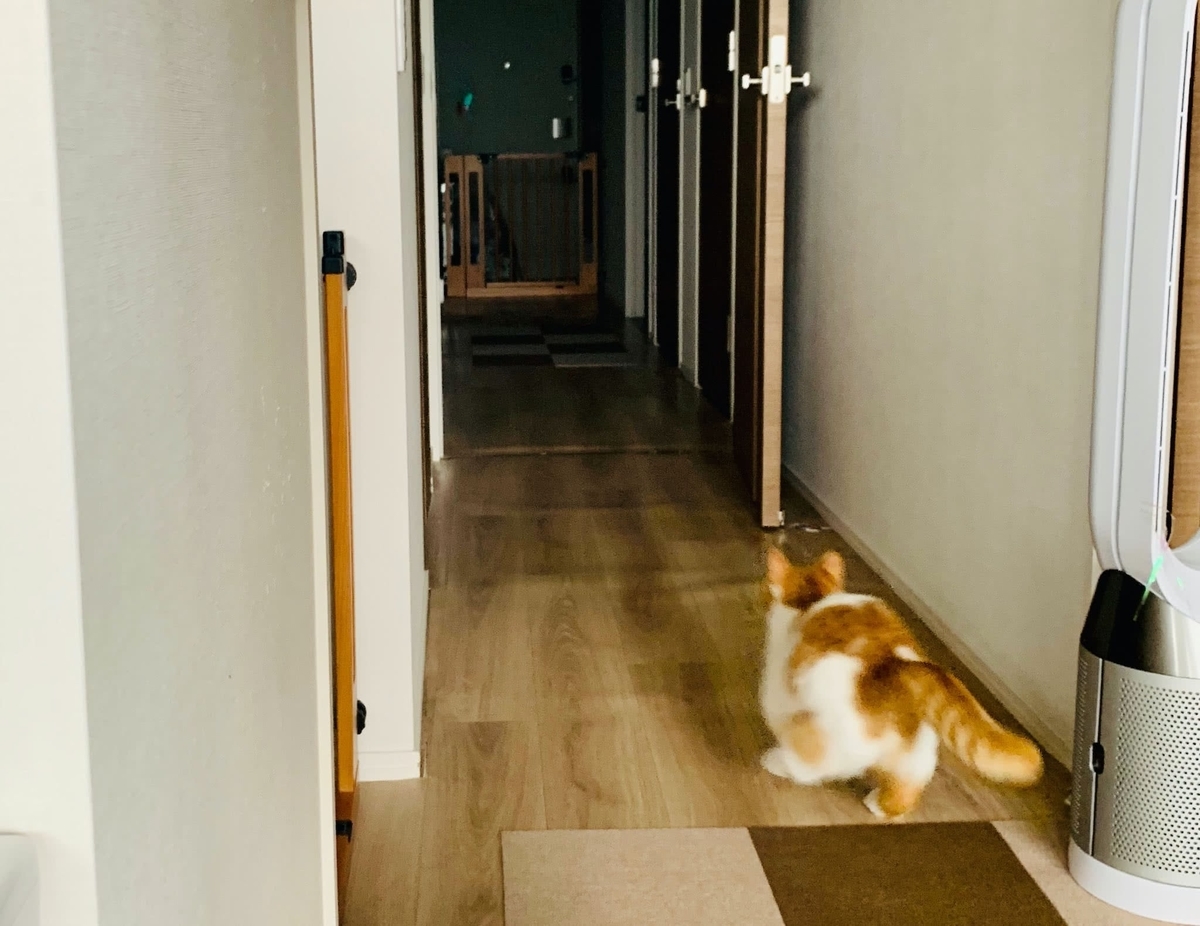 おもちゃを投げると追いかけるるるちゃん1