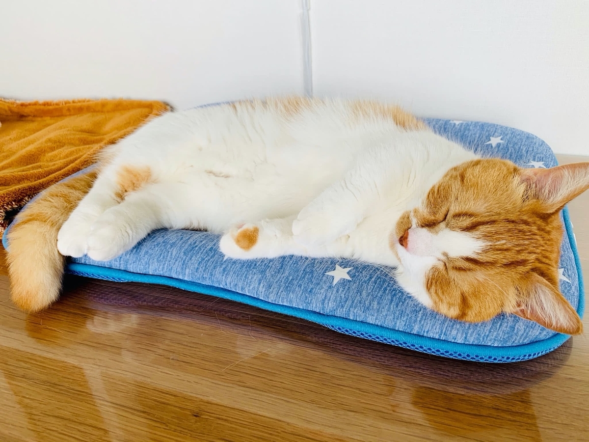 るるちゃんのお手々のチャームポイント2