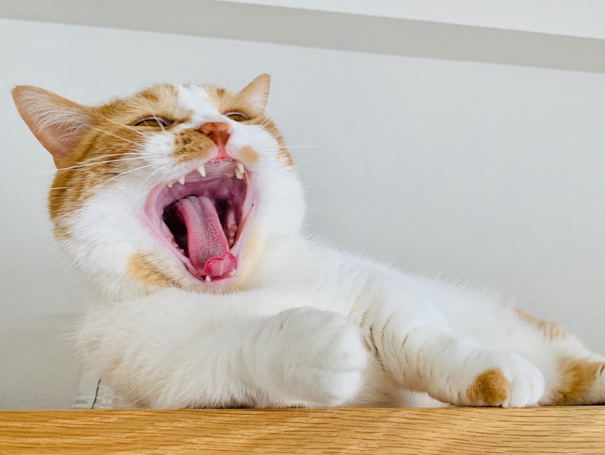 猫学 猫に歯磨きは必要か 毎日歯磨きしているわがやの方法をご紹介 短足マンチカン るるである