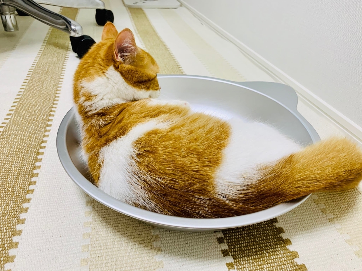 猫鍋にはいるるるちゃん7