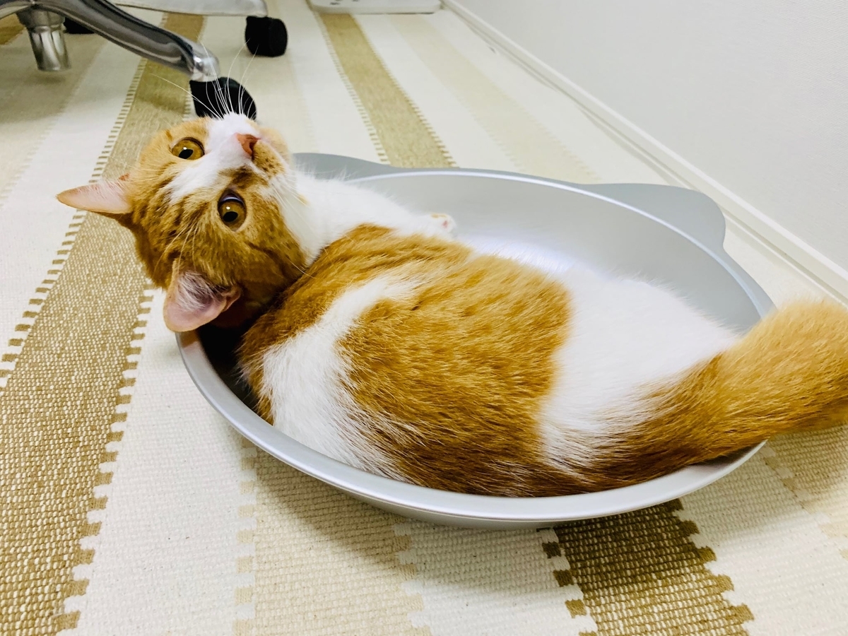 猫鍋にはいるるるちゃん6