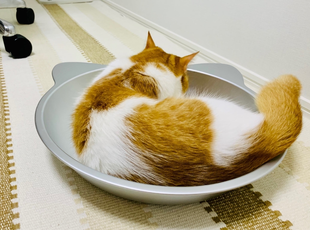 猫鍋にはいるるるちゃん5