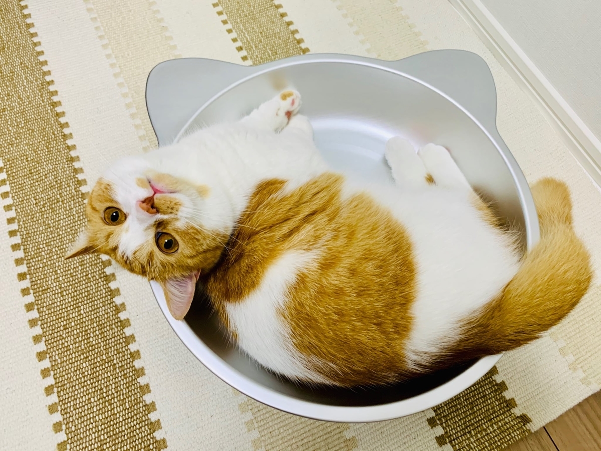 猫鍋にはいるるるちゃん8