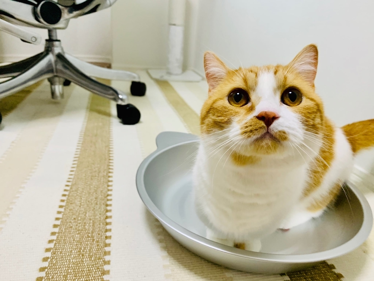 猫鍋にはいるるるちゃん1