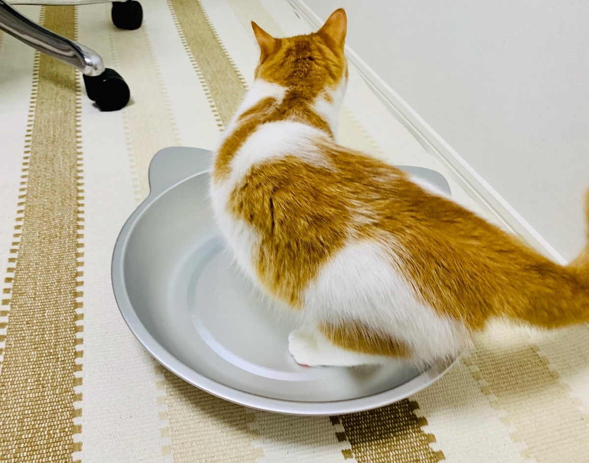 猫鍋にはいるるるちゃん2