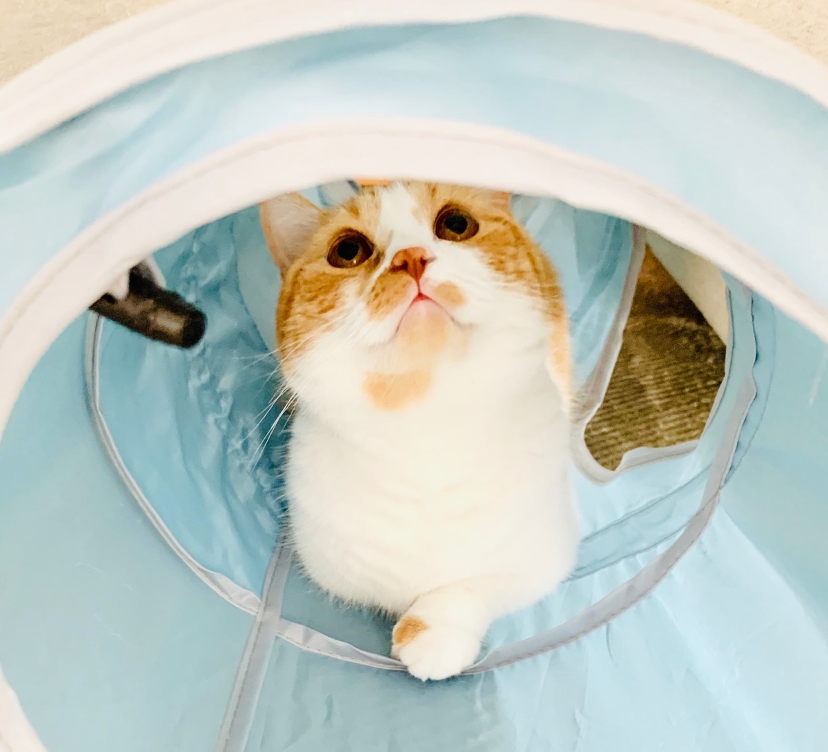 新しいトンネルでリラックスするるるちゃん1