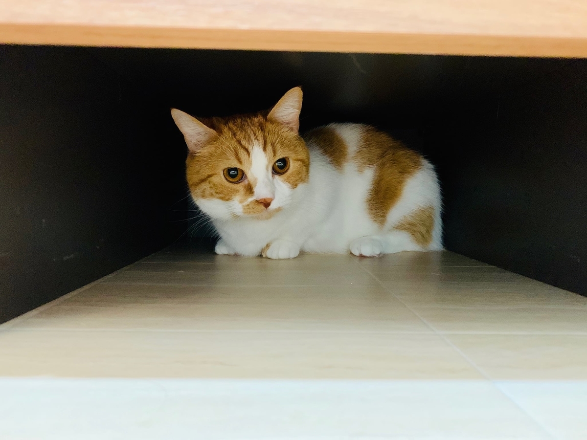 洗面所の隙間に入るるるちゃん2