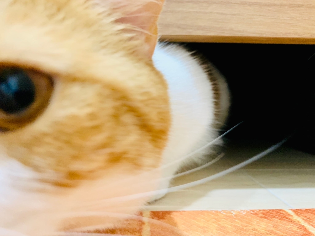 洗面所の隙間に入るるるちゃん7