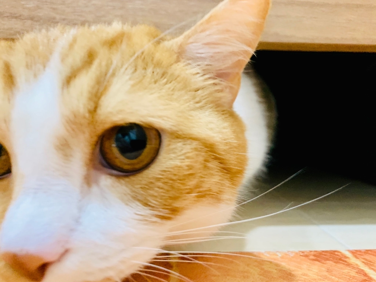 洗面所の隙間に入るるるちゃん6