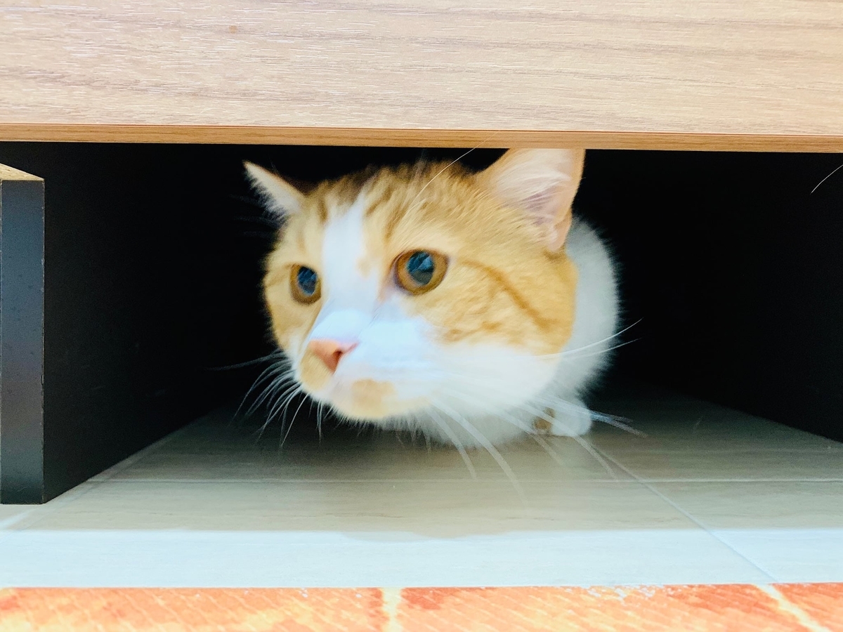 洗面所の隙間に入るるるちゃん5