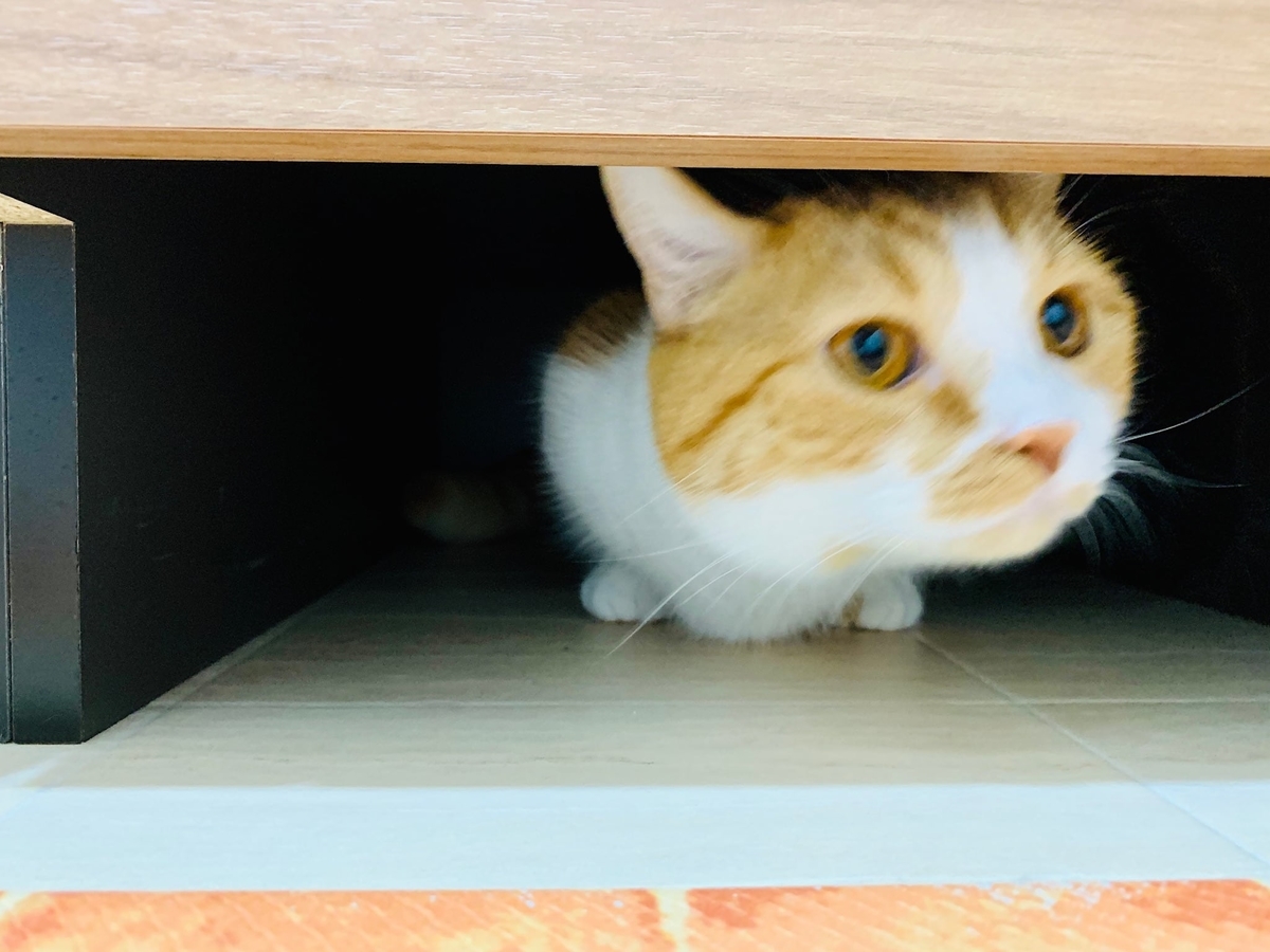 洗面所の隙間に入るるるちゃん4