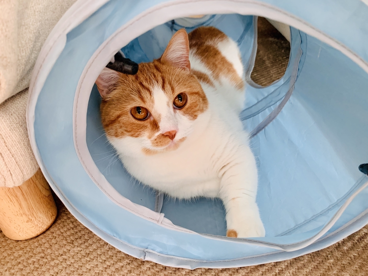 るるちゃん的リラックスポーズ1