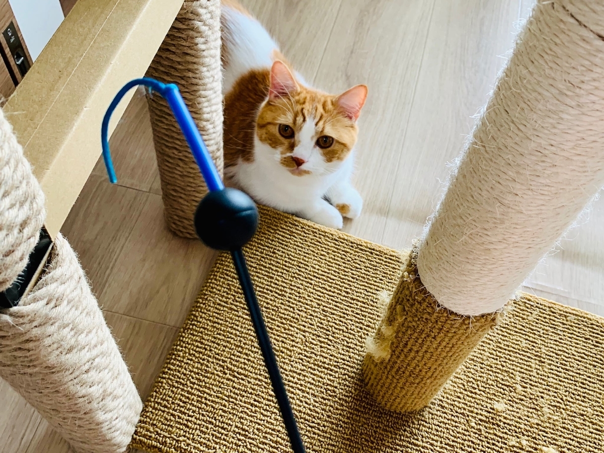 猫じゃらしで遊ぶるるちゃん1