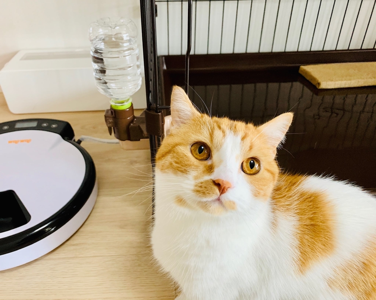 自動給餌器でご飯を食べるるるちゃん2