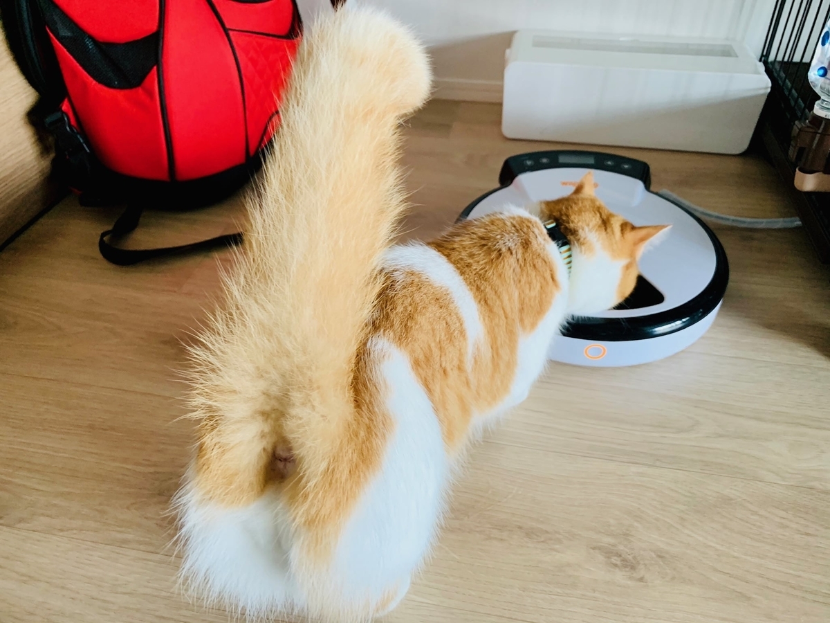 自動給餌器でご飯を食べるるるちゃん1