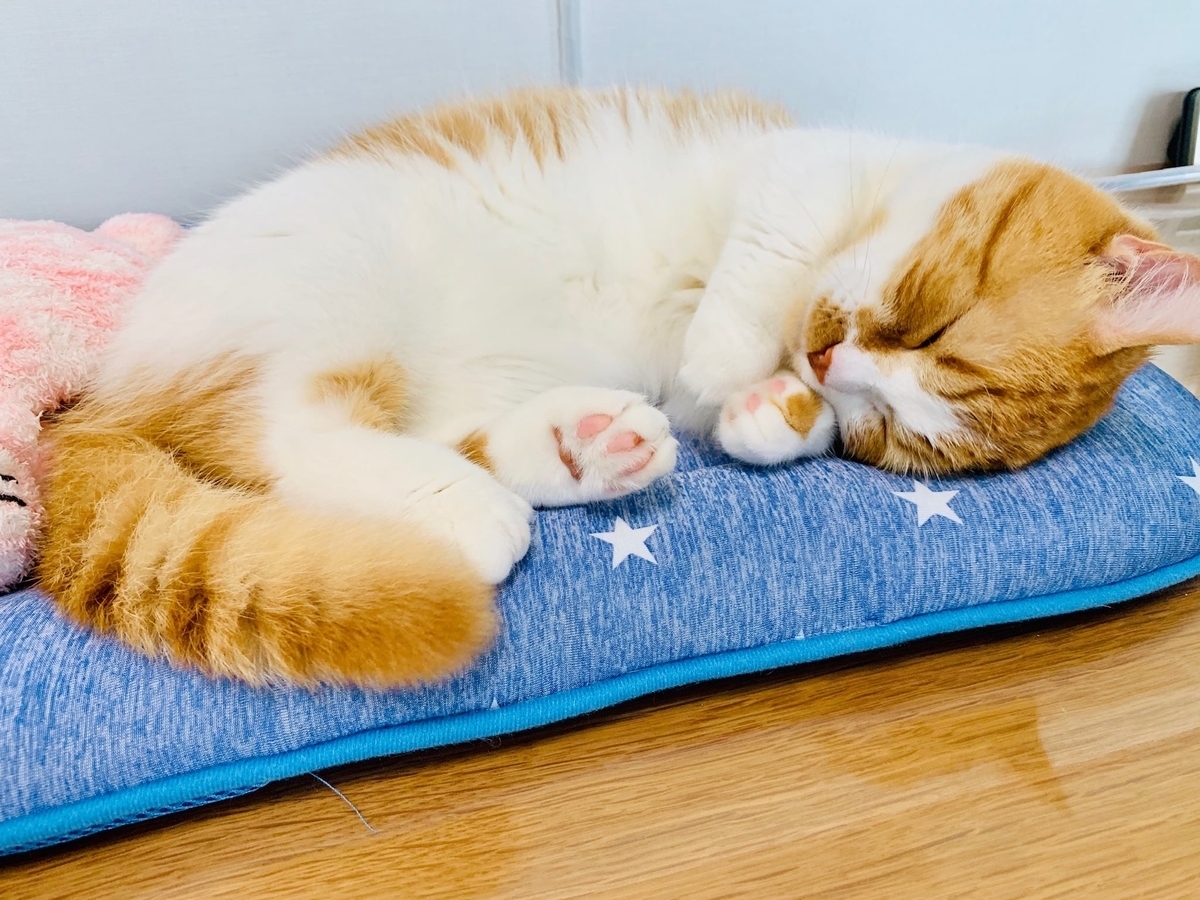 すやすや眠るるるちゃん