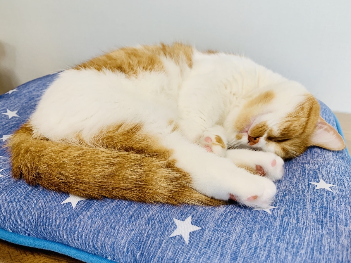 おとなしくお昼寝中のるるちゃん