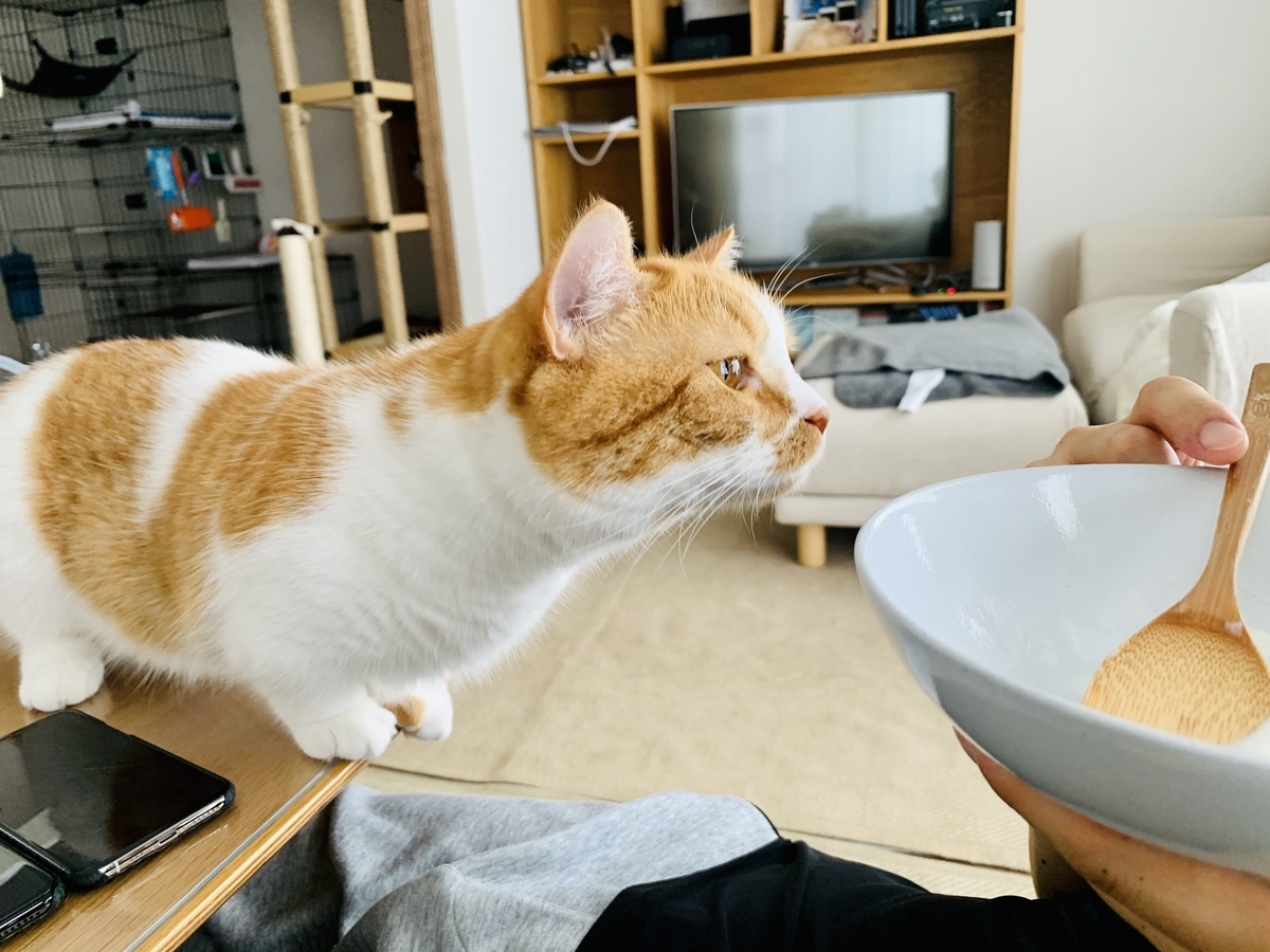 ヨーグルトをおねだりするるるちゃん3