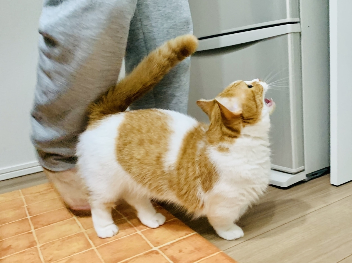 ヨーグルトをおねだりするるるちゃん2