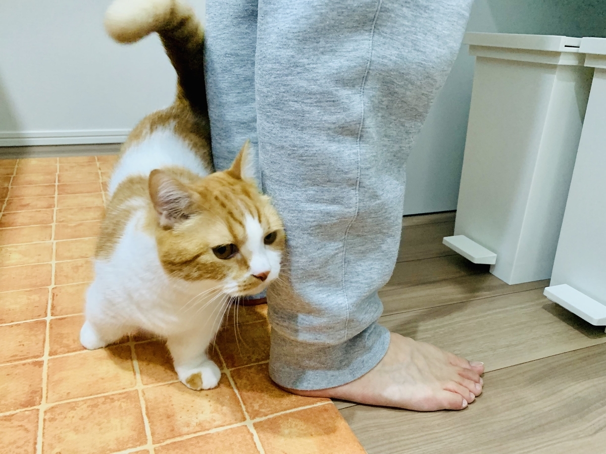 ヨーグルトをおねだりするるるちゃん1