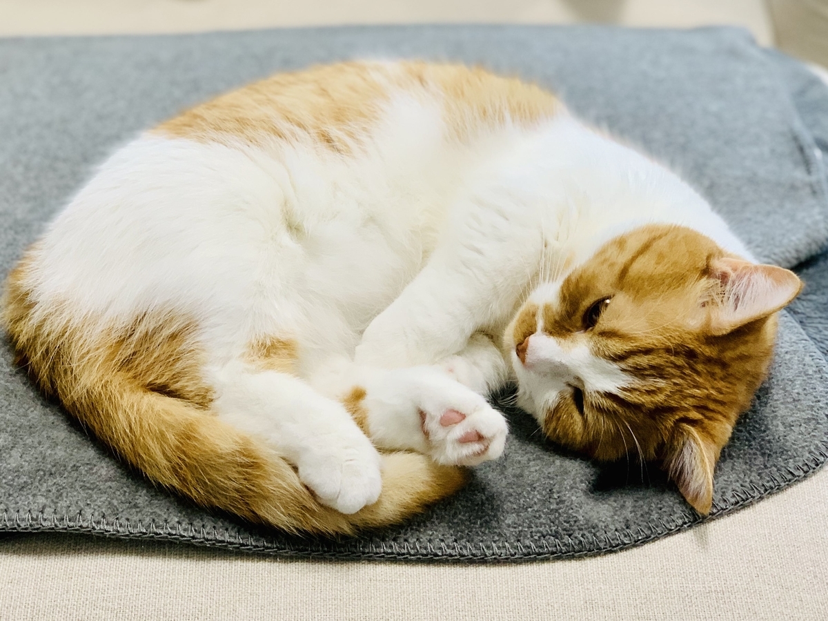 ブランケットの上でねむるるるちゃん