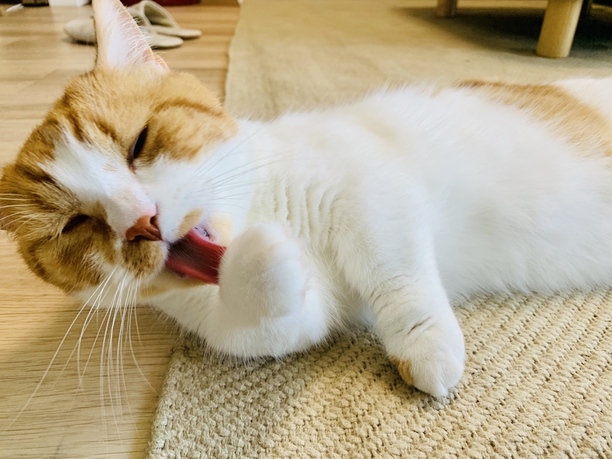 ギロチン型の爪切りの切れ味を回復したい 短足マンチカン るるである