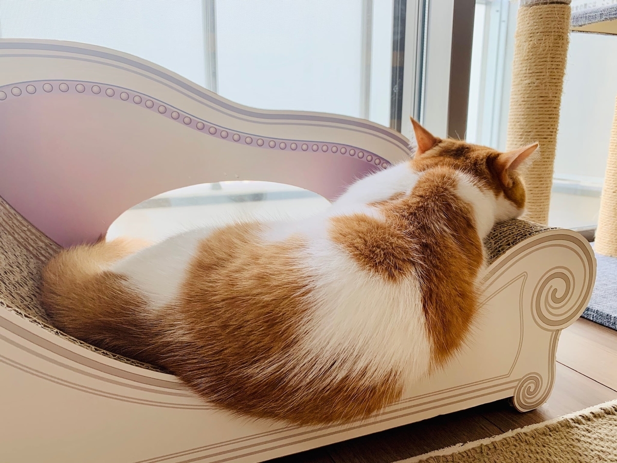 猫学 猫の撫で方講座 愛猫の撫でられて嬉しい場所とタイミングの把握が重要 短足マンチカン るるである