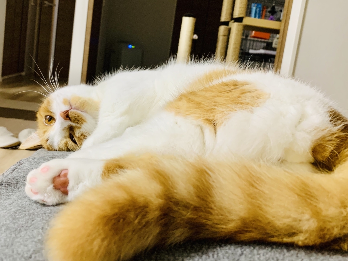 すやすや眠るるるちゃん
