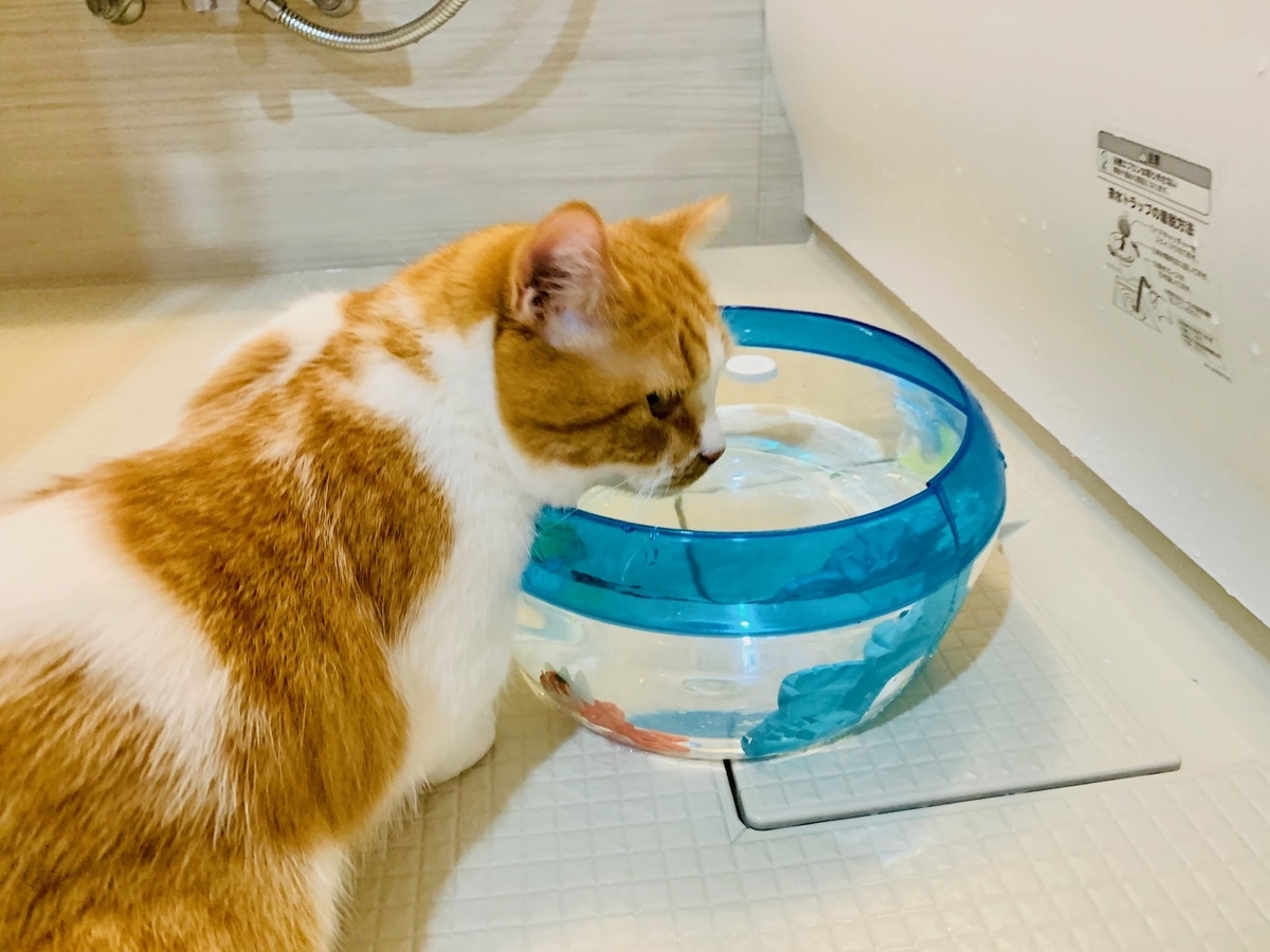 ロボフィッシュの器でお水を飲むるるちゃん2