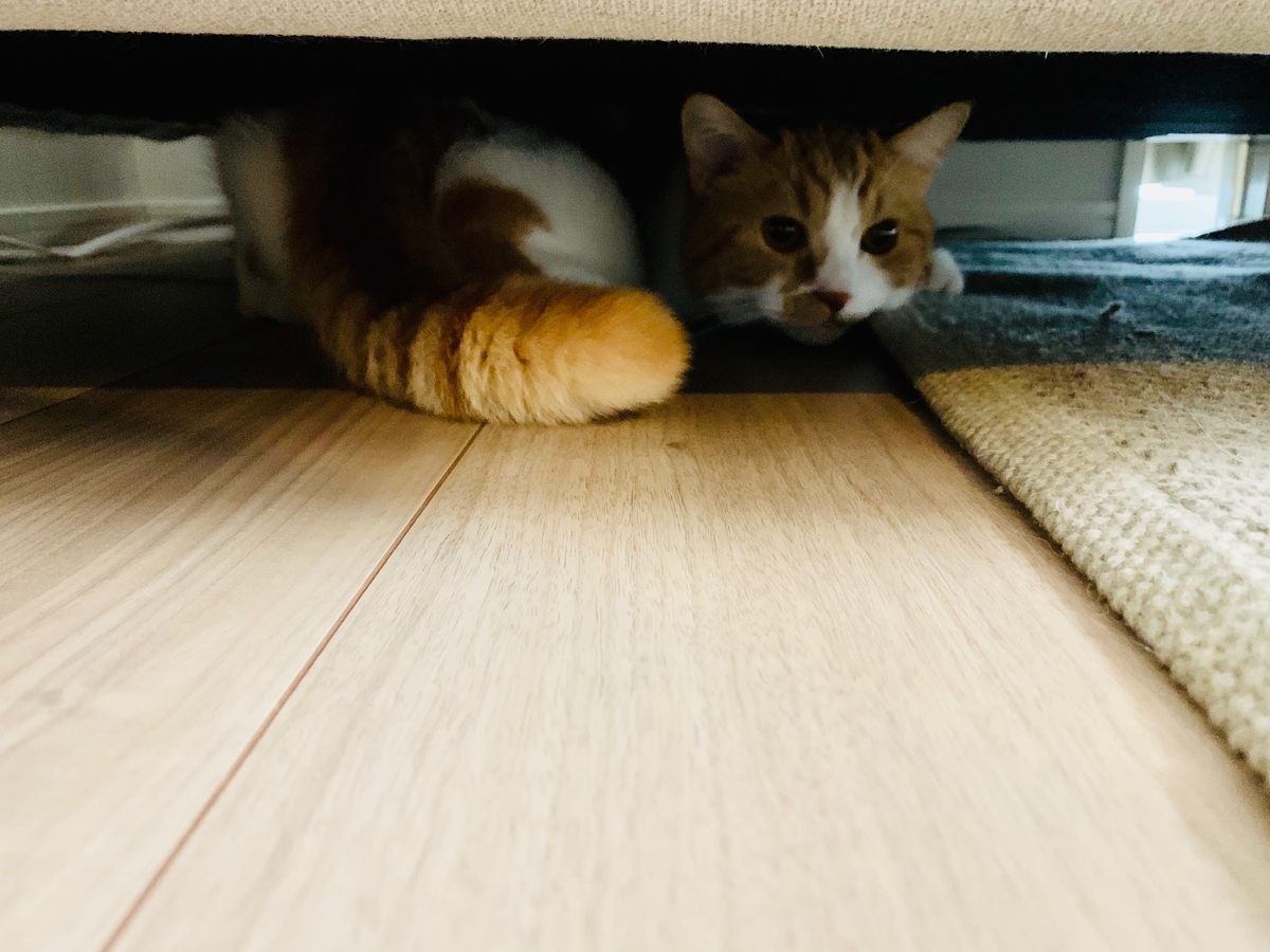 猫学】しっぽの動きから猫の気持ちが分かる!猫のしっぽ辞典。 - 短足