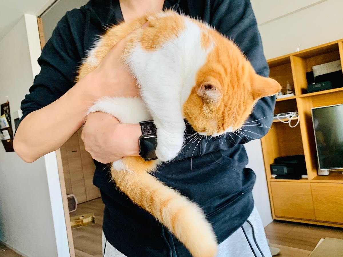 猫学】しっぽの動きから猫の気持ちが分かる!猫のしっぽ辞典。 - 短足