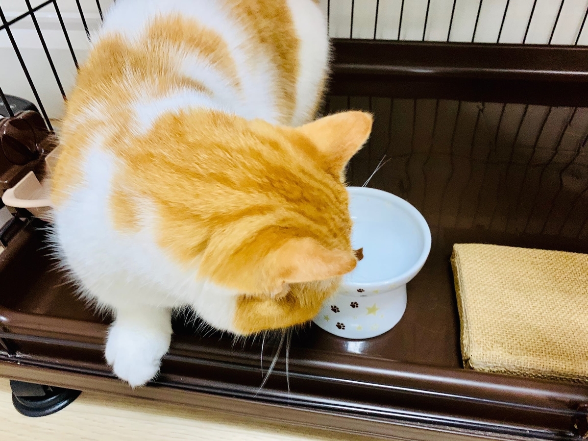 食いつきよく食べるるるちゃん5