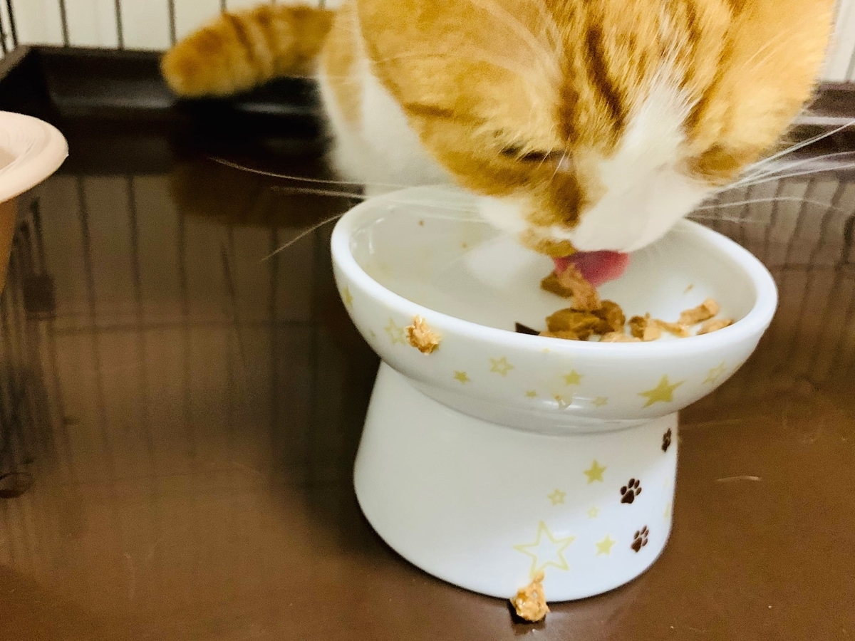 食いつきよく食べるるるちゃん3