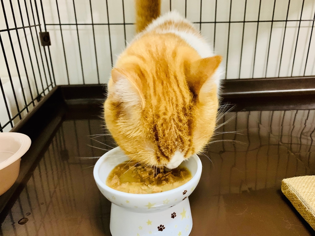 食いつきよく食べるるるちゃん1