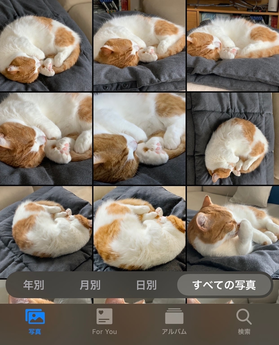 飼い主じゃんのスマホの写真フォルダ