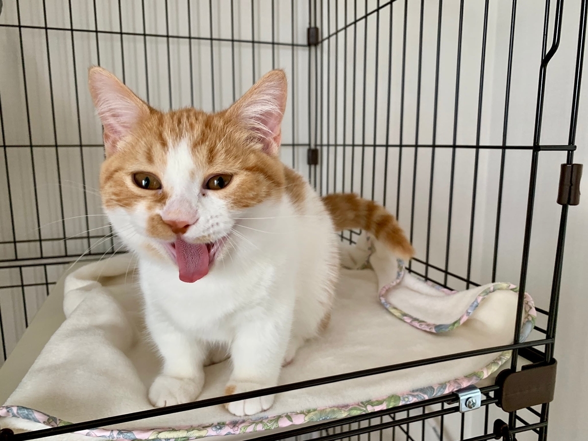 猫学 猫風邪の症状と対策を解説 室温と湿度が下がるこれからの季節は特にご注意 短足マンチカン るるである 猫学 猫風邪の症状と対策を解説 室温と湿度が下がるこれからの季節は特にご注意 短足マンチカン るるである
