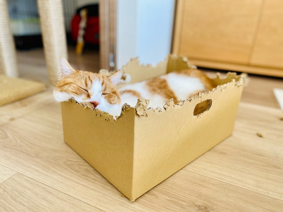 お気に入りの段ボールとるるちゃん4