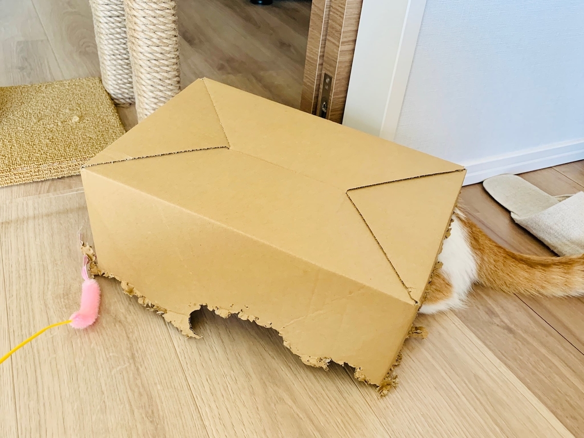 新たな遊び場ができた1