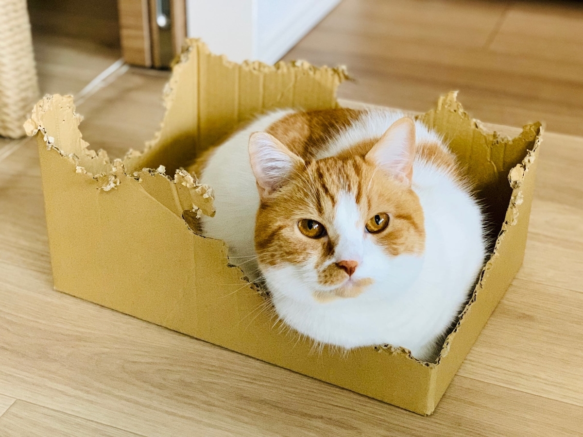お気に入りの段ボールとるるちゃん5