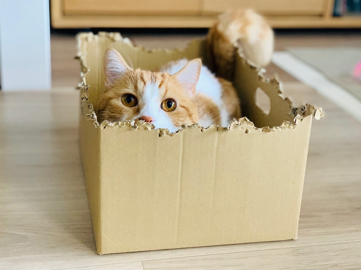 お気に入りの段ボールとるるちゃん3