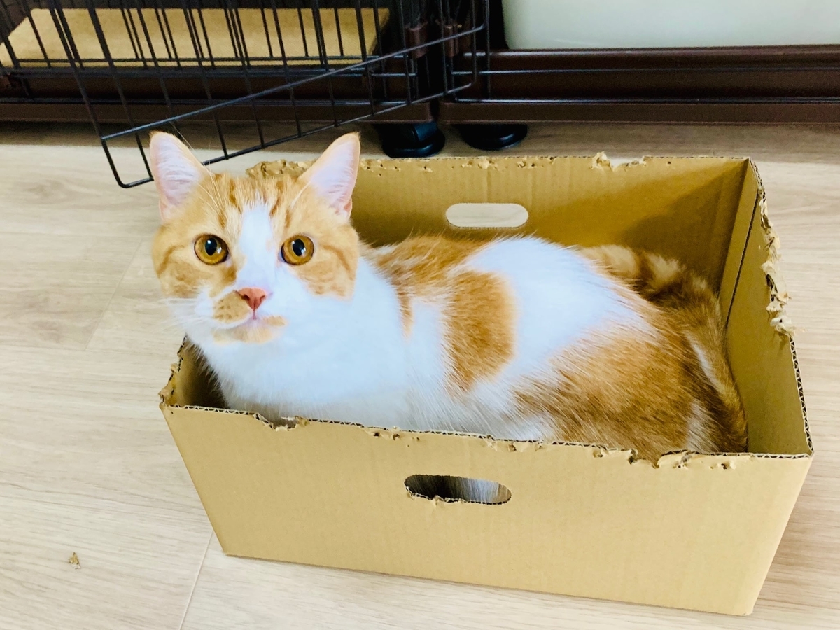 お気に入りの段ボールとるるちゃん2