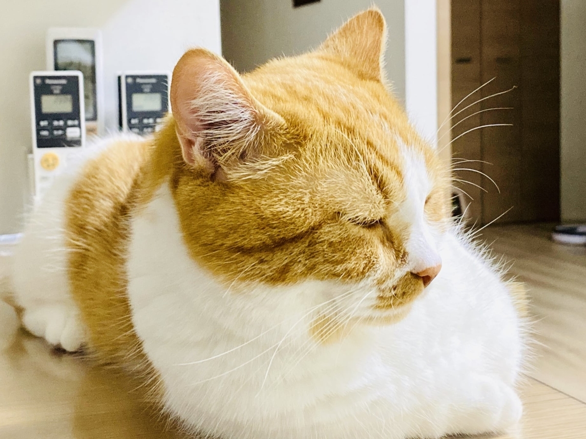 猫学 猫の21歳 人間の100歳 猫の年齢についてまとめてみた 短足マンチカン るるである